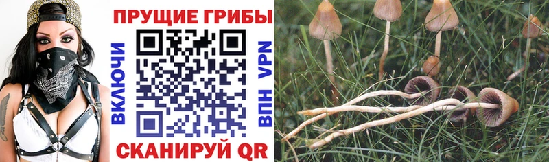 купить наркотик  ссылка на мегу маркетплейс  Галлюциногенные грибы прущие грибы  Шадринск 